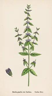 Plants / Mentha Gracilis