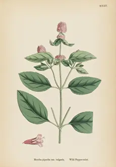 Plants / Mentha Piperita