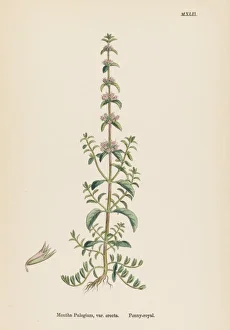 Plants/Mentha Pulegium