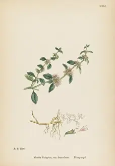Plants / Mentha Pulegium