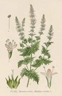 Menthe Collection: Plants / Mentha Viridis