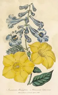 Plants / Mixed Species