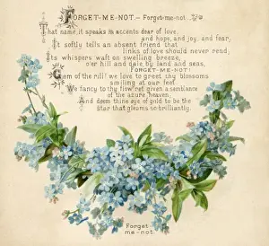 Plants / Myosotis