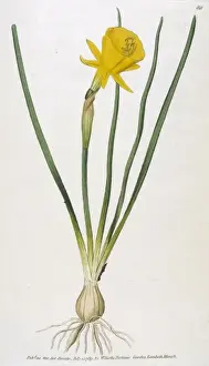 Bulbocodium Prints: Plants / Narcissus / Curtis