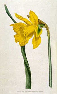 Flowers and Plants Gallery: Plants / Narcissus Major