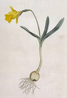 Plants / Narcissus Minor