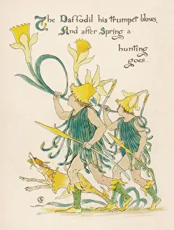 Plants / Narcissus Species