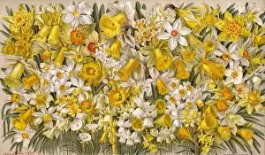 Daffodils Gallery: Plants / Narcissus Species