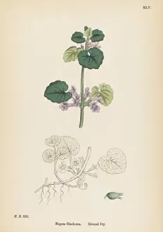 Plants / Nepeta Glechoma