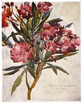 Oleander Prints: Plants / Nerium Oleander