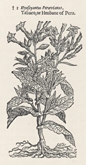 Tabacum Gallery: Plants / Nicotiana Tabacum