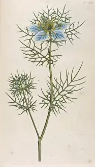 Plants / Nigella Damascena