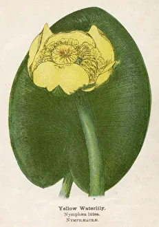Lily Gallery: PLANTS / NYMPHAEA LUTEA