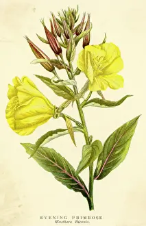 Primrose Prints: Plants / Oenothera Biennis