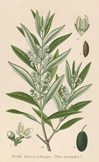 Olea Gallery: Plants / Olea Europaea