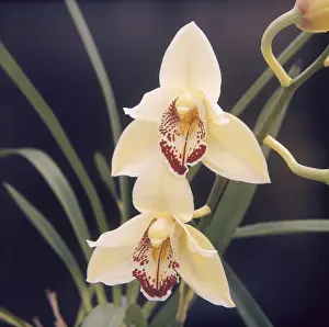 Horticultural Prints: Plants / Orchid