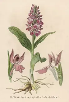 Orchis Prints: Plants / Orchis Latifolia