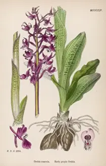 Orchis Prints: Plants / Orchis Mascula