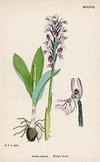 Orchis Prints: Plants / Orchis Militaris