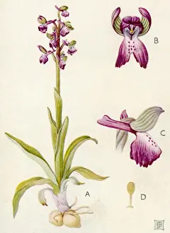 Orchis Prints: Plants / Orchis Morio