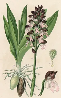 Purpurea Prints: Plants / Orchis Purpurea
