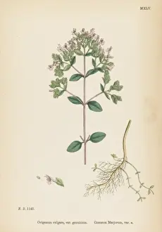 Vulgare Prints: Plants / Origanum Vulgare