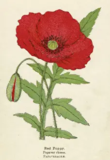 PLANTS / PAPAVER RHOEAS