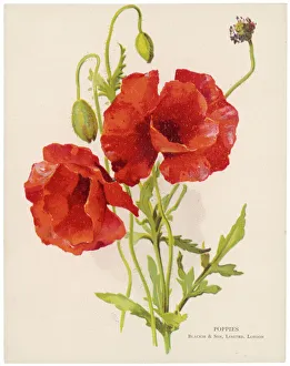 Corn Collection: Plants / Papaver Rhoeas