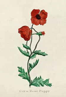 1820 Collection: Plants / Papaver Rhoeas