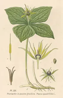 Feuilles Prints: Plants / Paris Quadrifolia