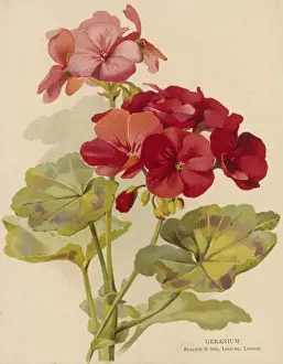 Plants / Pelargonium Sp