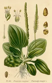 Plantain Prints: Plants / Plantago Major