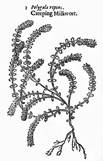 1636 Prints: Plants / Polygala Sp
