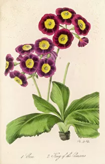 Pla Nts Collection: Plants / Primula Auricula