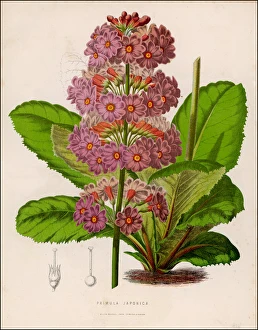 Flowers and Plants Gallery: Plants / Primula Japonica
