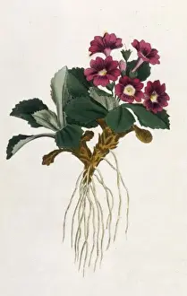 Plants / Primula Villosa