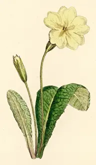 Plants / Primula Vulgaris