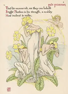 Plants / Primula Vulgaris