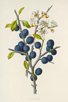 Flowers and Plants Gallery: Plants / Prunus Communis