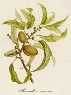 Almond Gallery: PLANTS / PRUNUS DULCIS