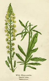 Mignonette Prints: PLANTS / RESEDA LUTEA