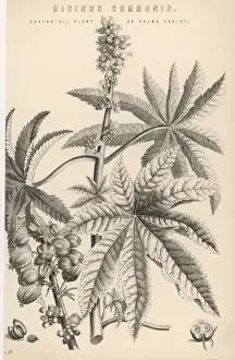 Communis Prints: Plants / Ricinus Communis