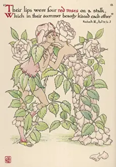 Plants / Rosa
