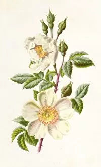 Images Dated 17th February 2011: Plants / Rosa Arvensis