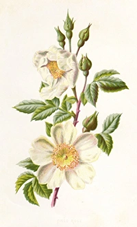 Images Dated 17th February 2011: Plants / Rosa Arvensis