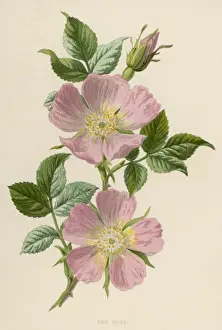 Plants / Rosa Canina