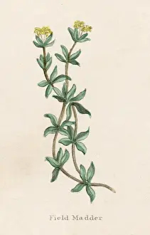 Madder Prints: Plants / Rubia Tinctorum