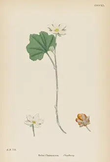 Rubus Prints: Plants / Rubus Chamaemorus