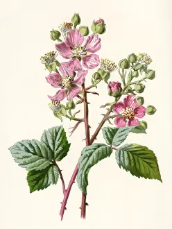 Plants / Rubus Fruticosus