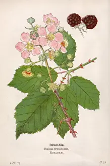 Blackberry Prints: Plants / Rubus Fruticosus